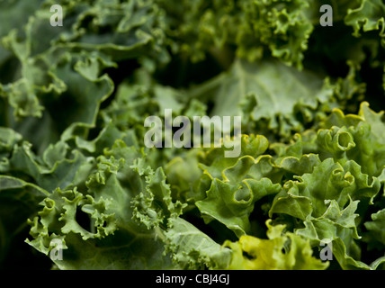 Blätter von Kale in Nahaufnahme zeigt die geschweiften Kanten des Gemüses Stockfoto