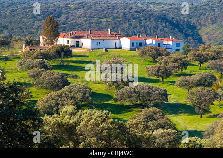 Las Corchuelas Dehesa oder Weide. Nationalpark Monfragüe und UNESCO-Biosphären-Reservat. Cáceres, Extremadura, Spanien. Stockfoto