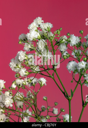 Schleierkraut Paniculata vor roten Rücken Stockfoto