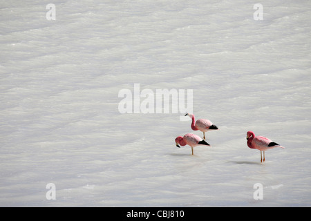 Anden Flamingos (Phoenicoparrus Andinus) in der Laguna Blanca auf dem Altiplano, Bolivien Stockfoto