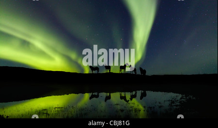 Aurora Borealis mit Pferden und Wasser, Island Stockfoto