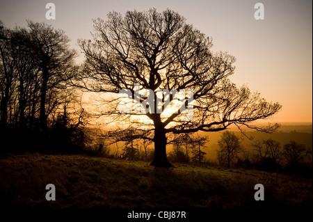 Ein Baum im Winter mit dem Sonnenaufgang hinter sich. Ranmore Common, Dorking, Surrey. Englische Landschaft. Stockfoto