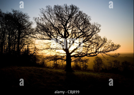 Ein Baum im Winter mit dem Sonnenaufgang hinter sich. Ranmore Common, Dorking, Surrey. Englische Landschaft. Stockfoto