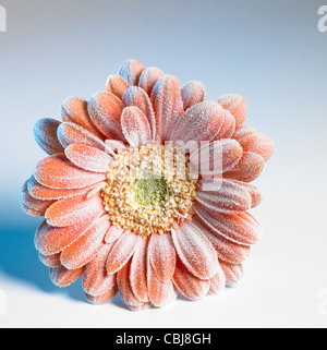 symbolisches Bild zeigt eine Eis bedeckt Gerbera Blume in bläulich Rücken Stockfoto