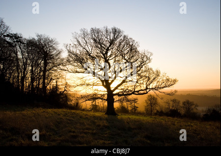 Ein Baum im Winter mit dem Sonnenaufgang hinter sich. Ranmore Common, Dorking, Surrey. Englische Landschaft. Stockfoto