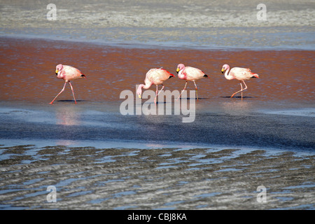 Puna / Jamess Flamingos (Phoenicoparrus Jamesi) in das Salz See Laguna Colorada auf dem Altiplano, Bolivien Stockfoto