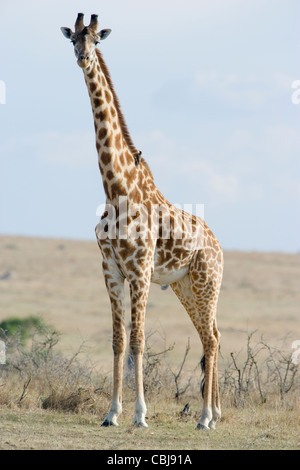 Giraffe, Masai-Rennen, Giraffa Giraffe, stehend. Masai Mara, Kenia, Frühling. Stockfoto