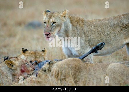 Gruppe von männlichen und weiblichen, töten Afrikanische Löwen, Panthera Leo, Fütterung auf Gnus. Masai Mara, Kenia, Frühling. Stockfoto