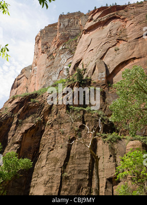 Angels Landing im Zion National Park in den Bundesstaat Utah-USA Stockfoto