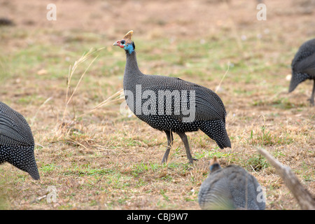 Behelmte Perlhühner, Numida Meleagris. Masai Mara, Kenia, Frühling. Stockfoto