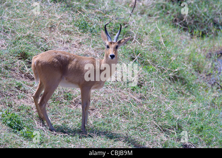 Männliche Bohor andere, Redunca Redunca stehend an einem Flussufer. Masai Mara, Kenia, Frühling. Stockfoto