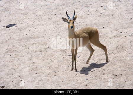 Männliche Bohor andere, Redunca Redunca stehend an einem Flussufer. Masai Mara, Kenia, Frühling. Stockfoto