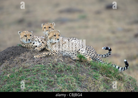 Acinonyx Jubatus Mutter Cheetah und ihre zwei jungen, die Verlegung auf eine Termite-Hügel. Masai Mara, Kenia, Frühling. Stockfoto