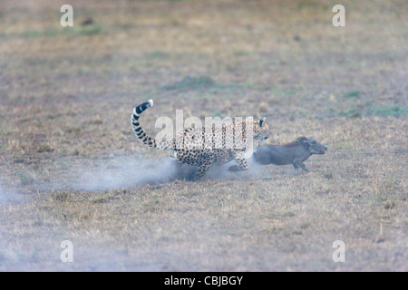 Weibliche Gepard, Acinonyx Jubatus, Warzenschwein Ferkel zu jagen. Masai Mara, Kenia, Frühling. Stockfoto