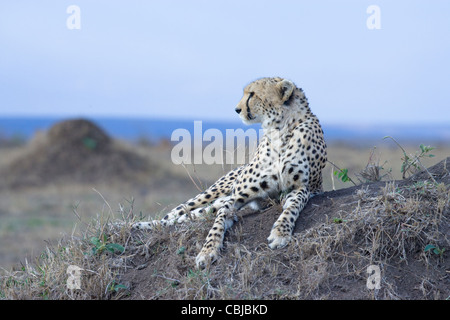 Weibliche Gepard, Acinonyx Jubatus, Verlegung auf eine Termite-Hügel. Masai Mara, Kenia, Frühling. Stockfoto