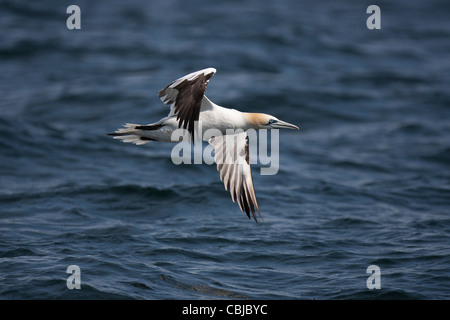 Tölpel, Baßtölpel, Sula Bassana, Noss, Shetland, Schottland, Großbritannien, fliegen Stockfoto