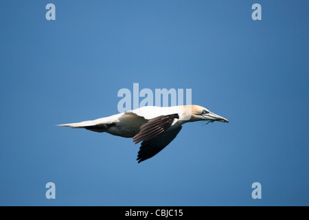 Tölpel, Baßtölpel, Sula Bassana, Noss, Shetland, Schottland, Großbritannien Altvogel fliegt mit Verschachtelung Material Stockfoto