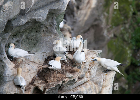 Tölpel, Baßtölpel, Sula Bassana, Noss, Shetland, Schottland, Großbritannien, Gruppe mit Nester Stockfoto