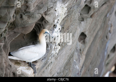 Tölpel, Baßtölpel, Sula Bassana, Noss, Shetland, Schottland, Großbritannien, Altvogel sitzen auf cliffledge Stockfoto