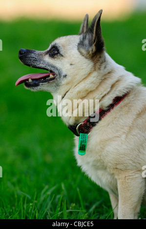 Kurzhaar Chihuahua Hund männlich im grünen Rasen, Australien Stockfoto