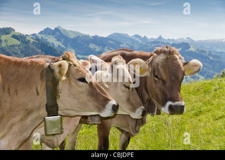 Brown-Swiss Kühe auf der Alm in der Schweiz Stockfoto