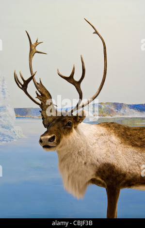 Beige und braun buck Caribou mit Geweih im nördlichen Saskatchewan Kanada. Stockfoto