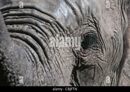 Elefanten hautnah mit Auge und Kofferraum Stockfoto