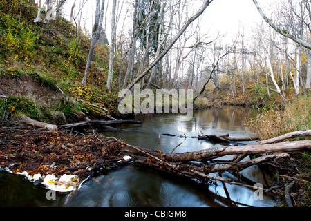 Beaver dam auf dem kleinen Fluss in einem Wald Stockfoto