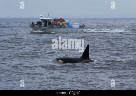 Transiente Schwertwal/Orca (Orcinus Orca). Große Männchen vor Whale Watching Boot auftauchen. Monterey, Kalifornien. Stockfoto