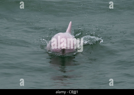 Indo-pazifischen Buckelwal Delfin (Sousa Chinensis), auftauchen. Hong Kong, Pearl River Delta. Stockfoto