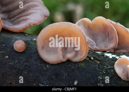 Ohr Pilz Hirneola Auricula-judae Stockfoto