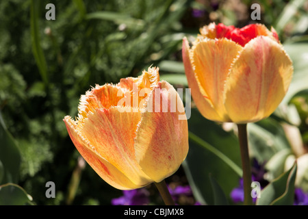 Tulpen in den Denver botanische Gärten. Stockfoto