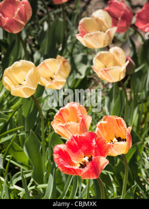 Tulpen in den Denver botanische Gärten. Stockfoto