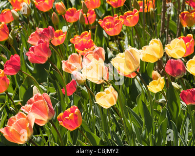 Tulpen in den Denver botanische Gärten. Stockfoto