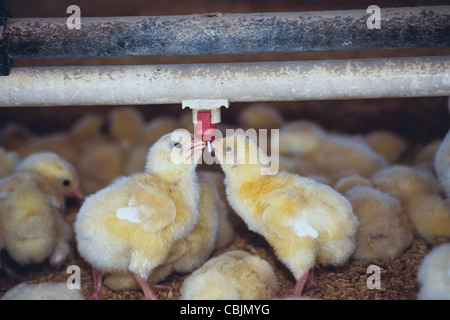 Baby-Küken-Trinkwasser. Stockfoto