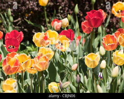 Tulpen in den Denver botanische Gärten. Stockfoto