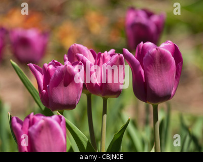 Tulpen in den Denver botanische Gärten. Stockfoto