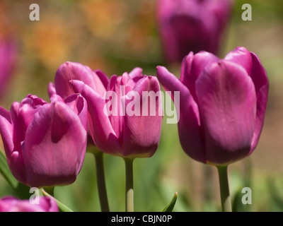 Tulpen in den Denver botanische Gärten. Stockfoto