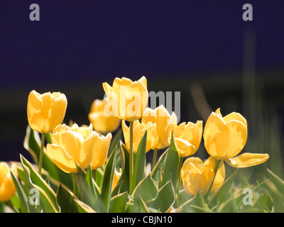 Tulpen in den Denver botanische Gärten. Stockfoto