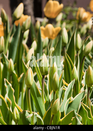 Tulpen in den Denver botanische Gärten. Stockfoto