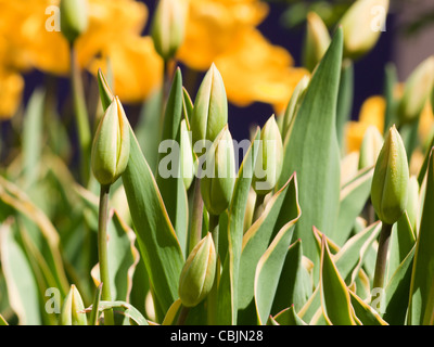 Tulpen in den Denver botanische Gärten. Stockfoto