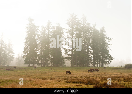 Kühe in einem Feld an einem nebligen Morgen auf Lummi Island, Washington im pazifischen Nordwesten. Stockfoto