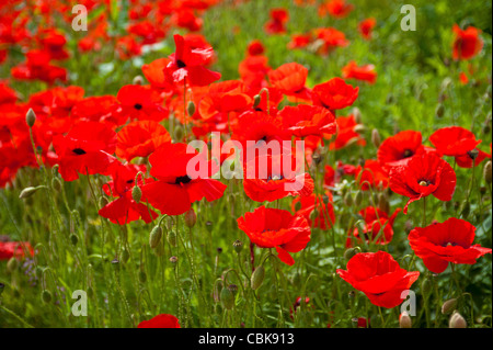 Ein Feld von scharlachroten Mohn in der Nähe von Roslin in Midlothian, Schottland. SCO 7804 Stockfoto