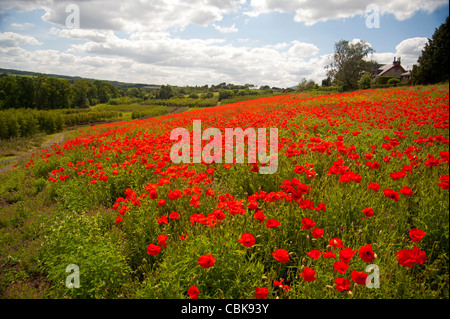 Ein Feld von scharlachroten Mohn in der Nähe von Roslin in Midlothian, Schottland. SCO 7805 Stockfoto