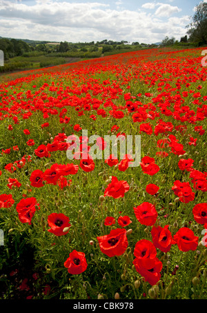 Ein Feld von scharlachroten Mohn in der Nähe von Roslin in Midlothian, Schottland. SCO 7806 Stockfoto