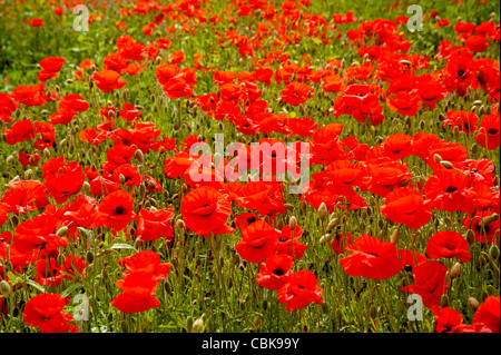 Ein Feld von scharlachroten Mohn in der Nähe von Roslin in Midlothian, Schottland. SCO 7807 Stockfoto