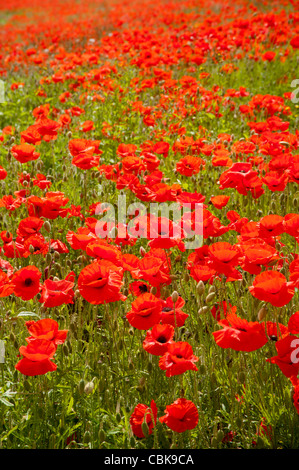 Ein Feld von scharlachroten Mohn in der Nähe von Roslin in Midlothian, Schottland. SCO 7808 Stockfoto