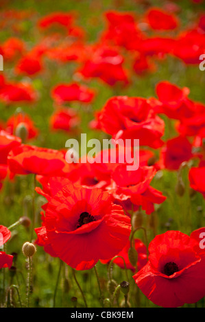 Ein Feld von scharlachroten Mohn in der Nähe von Roslin in Midlothian, Schottland. SCO 7809 Stockfoto