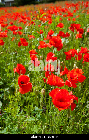 Ein Feld von scharlachroten Mohn in der Nähe von Roslin in Midlothian, Schottland. SCO 7810 Stockfoto