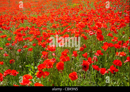 Feld der rote Mohn in der Nähe von Roslin in Midlothian, Schottland. SCO 7811 Stockfoto